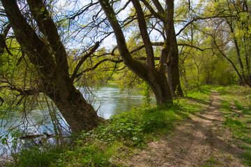 Auwald auf der Ile de Rhinau im Elsass