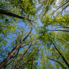 tops of tall trees covered with young green foliage against the blue sky.