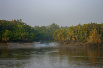 Beautiful morning landscape view of mangrove at low tide in the Sundarbans, a UNESCO World Heritage site, Bangladesh