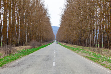 Automobile road among the trees, Georgia