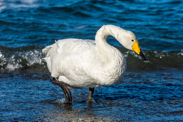 Naklejka premium Singschwäne in Kusharo auf Hokkaido im Porträt