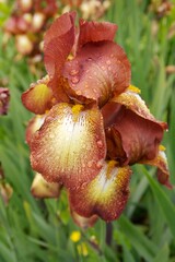 Iris reichenbachii