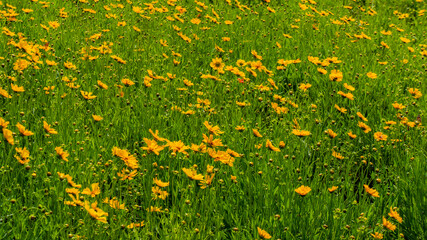decorative flowers on a flower bed in the park.