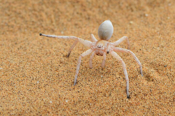 Closeup of the dancing white lady or wheel spider Carparachne cf. alba (Araneae: Sparassidae), a...
