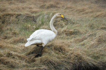 Singschwan Familie auf Island