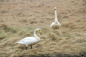 Singschwan Familie auf Island
