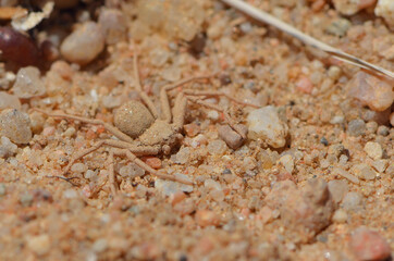 Closeup picture of the six-eyed sand spider of the genus Hexophthalma (maybe H. hahni or H. goanikontesensis) and former Sicarius (family Sicariidae), photographed in the Namib desert near Swakopmund. - Powered by Adobe