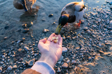 Duck feeding by hand