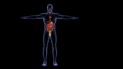 human organs anatomy 3d illustration