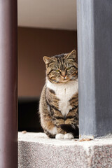   Abandoned homeless cat. Pet on the street. Sad street homeless cat. Portrait of a homeless street cat.
