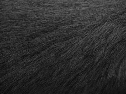 Black Dog Fur Texture, Close Up View