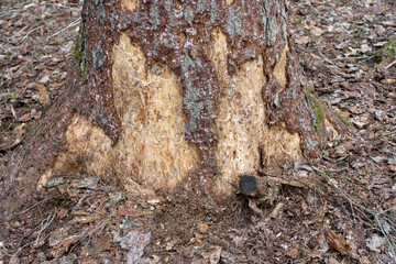 Dead and dry trees in forest.