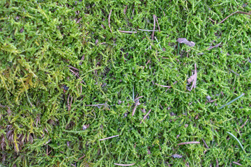 Macro meadow spikemoss closeup view.