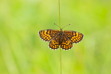 The heath fritillary (Melitaea athalia) with spread wings resting on a straw