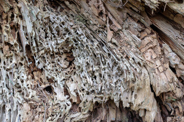 Texture of old rotten pine. Old rotten tree trunk.