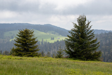 trees in the mountains