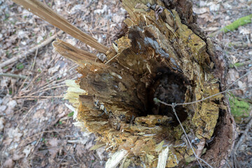 Old rotten tree broken off by storm.