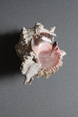 seashell on black background