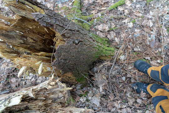 looking into broken old tree stem hole.