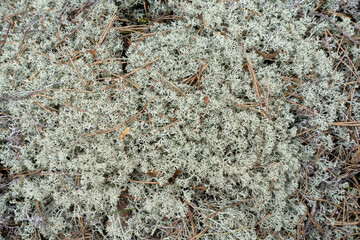 Reindeer lichen under natural conditions. Spring.