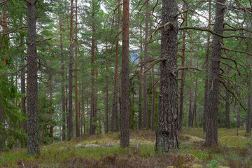 Early spring in the forest.