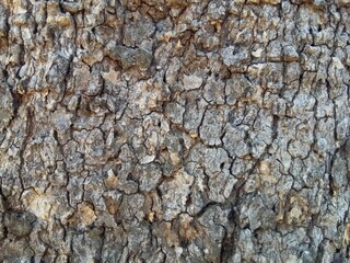 The tree bark of Red bushwillow (Combretum apiculatum) commonly known as mohudiri in Botswana. The tree is indigenous to Botswana.
