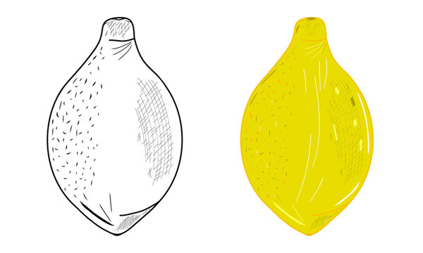 Contour and yellow whole limons icons. Sketch. Idea for decors, logo, patterns, papers, covers, gifts, summer and spring holidays, organic food themes. Isolated vector art.