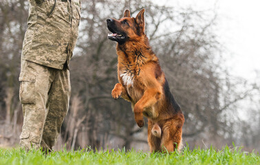 dog training breed german shepherd