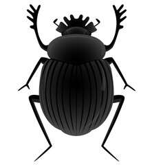 Black scarab beetle top view. Manure beetle