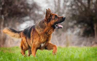 adult dog german shepherd running