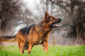 dog german shepherd running sideways