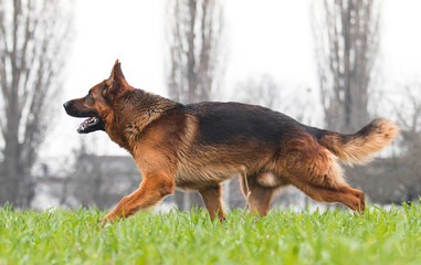 dog german shepherd running
