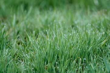 Fresh green grass with dew drops closeup