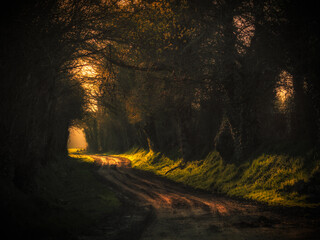 Autumn Forest Illuminated by Sunset beams, Caen country side, Normandy, France