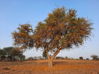 tecomilla or rohida tree with fallen flowers on ground in blue sky in desert fields