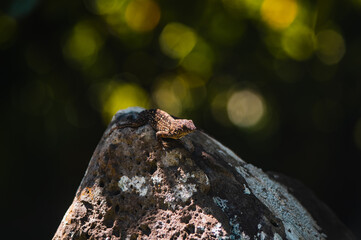 Hawaiin Lizard on Rock