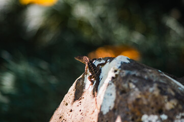 Hawaiin Lizard on Rock