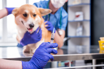 Veterinarian team giving the vaccine to the Corgi dog