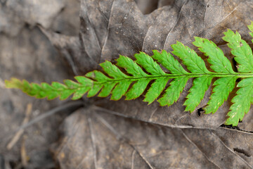 Photo of green fern growing in forest.