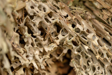 Texture of old rotten pine. Old rotten tree trunk.