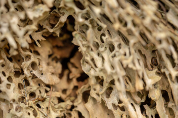 Texture of old rotten pine. Old rotten tree trunk.