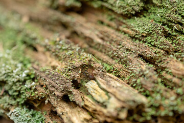 Old rotten wood weathered mouldering tree.