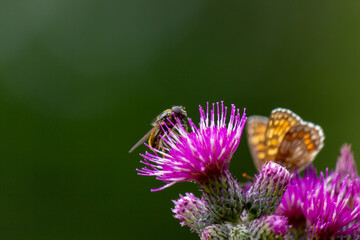 Housefly (Musca domestica) sitting on thistle with blurred background