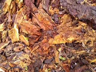 Wooden texture