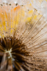 Rain drops on dandelion and daffodils in the background with sunlight and macro lens.