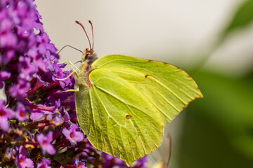 Common brimstone butterfly (Gonepteryx rhamni) on summer lilac plant feeding nectar (lateral view)