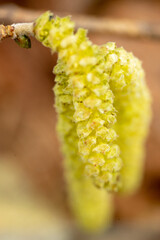 Close-up of flowering hazelnut with pollen.