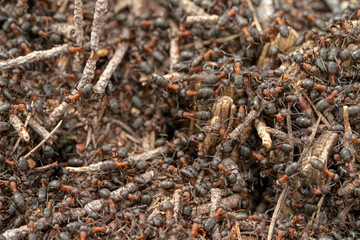 Close-up of ants nest in spring forest.