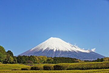 Going to see a tea field is worthwhile.