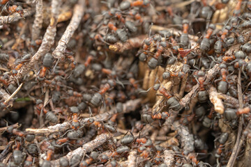 Many forest ants, close-up view.